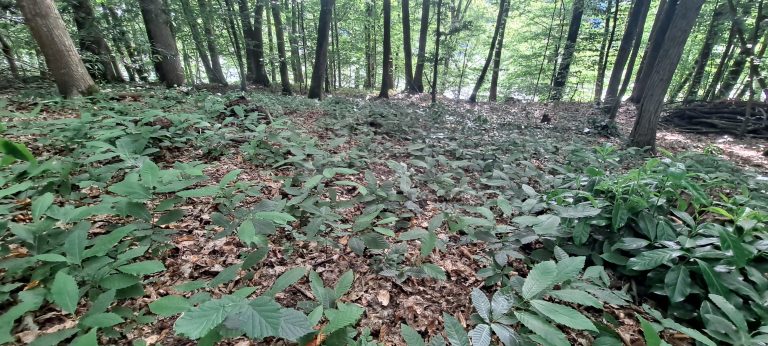 SUIVI DES CHANTIERS INVASIVES – LA MATZ – PLOUËR- JUIN 2026