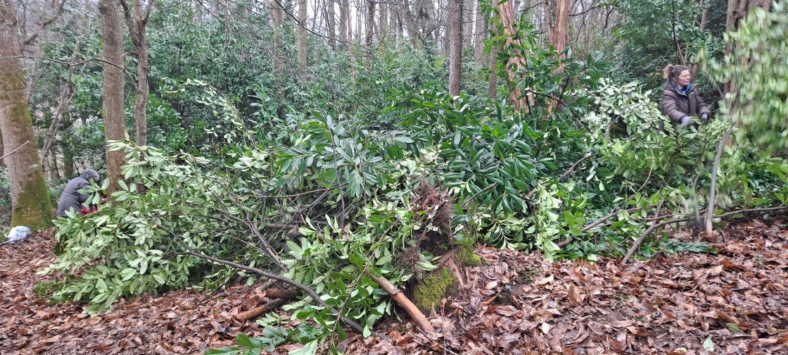 Plantes invasives sur le secteur de Plouër